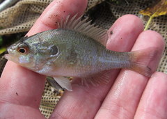 Lepomis humilis