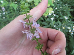 Stachys hyssopifolia