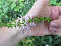 Stachys hyssopifolia