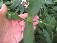 Stachys hyssopifolia