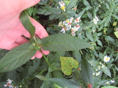 Stachys hyssopifolia