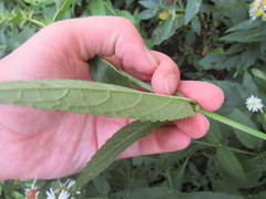 Stachys hyssopifolia