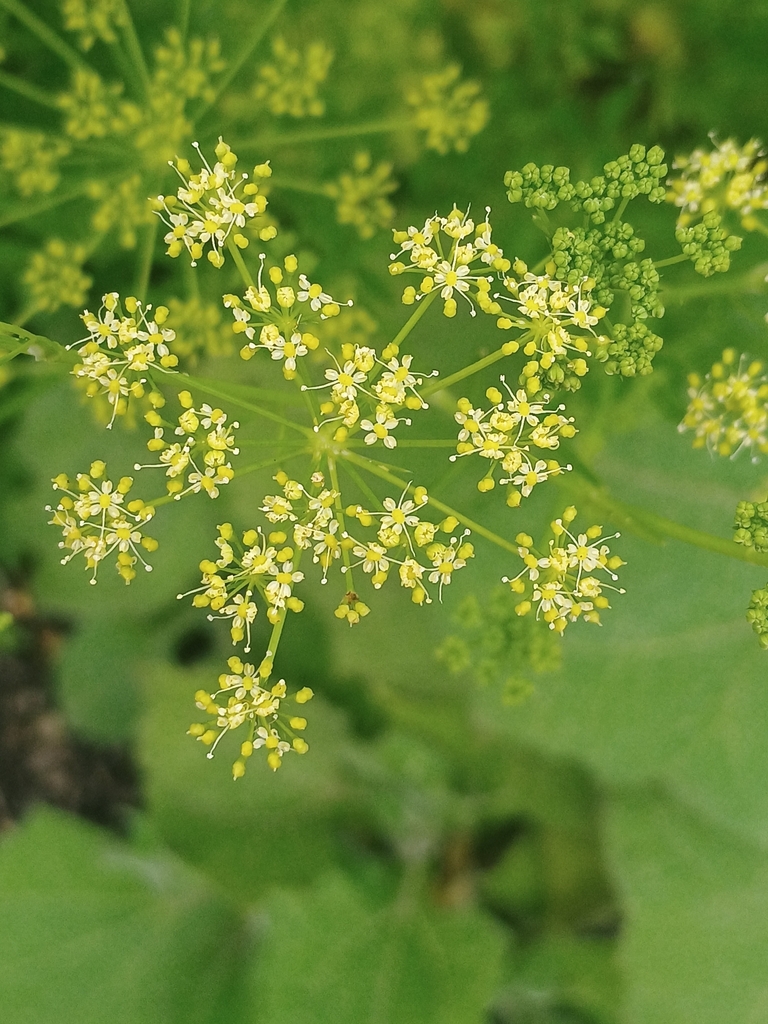 Petroselinum crispum