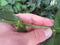 Stachys hyssopifolia