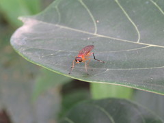Ptecticus testaceus