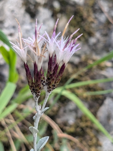 Staehelina uniflosculosa, photograph 2