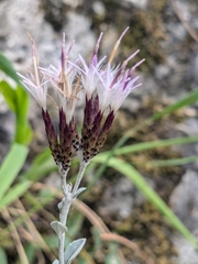 Staehelina uniflosculosa, photograph Marios Thoma, CC BY, iNaturalist via GBIF