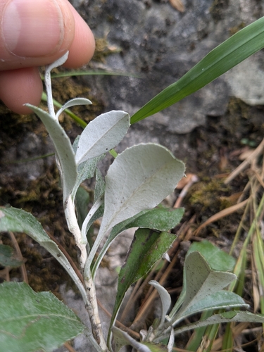Staehelina uniflosculosa, photograph 6