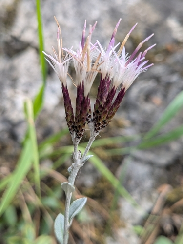 Staehelina uniflosculosa, photograph 5