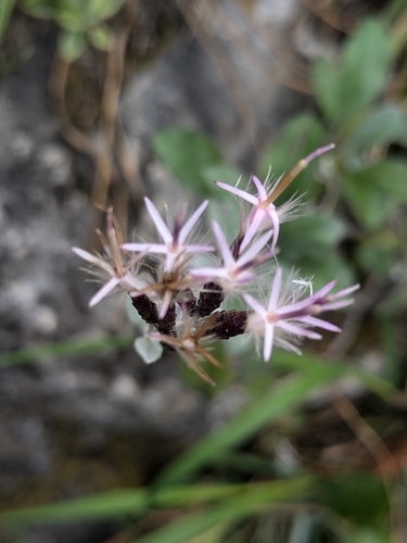 Staehelina uniflosculosa, photograph 4