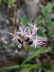 Staehelina uniflosculosa, photograph Marios Thoma, CC BY, iNaturalist via GBIF