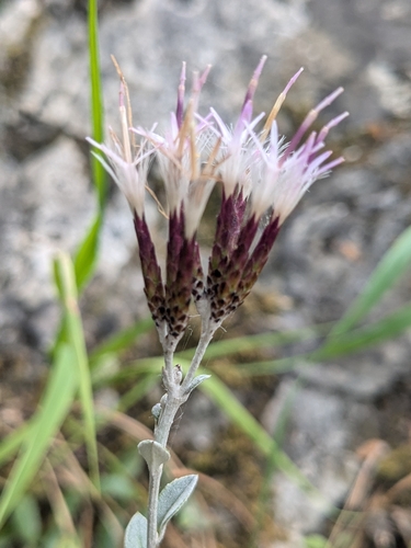 Staehelina uniflosculosa, photograph 3