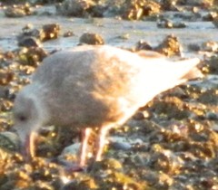 Larus glaucescens × occidentalis