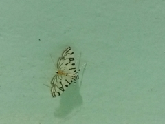 Conchylodes ovulalis