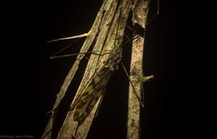 Libnotes terraereginae