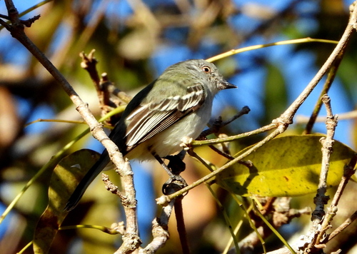 Gray-headed Elaenia