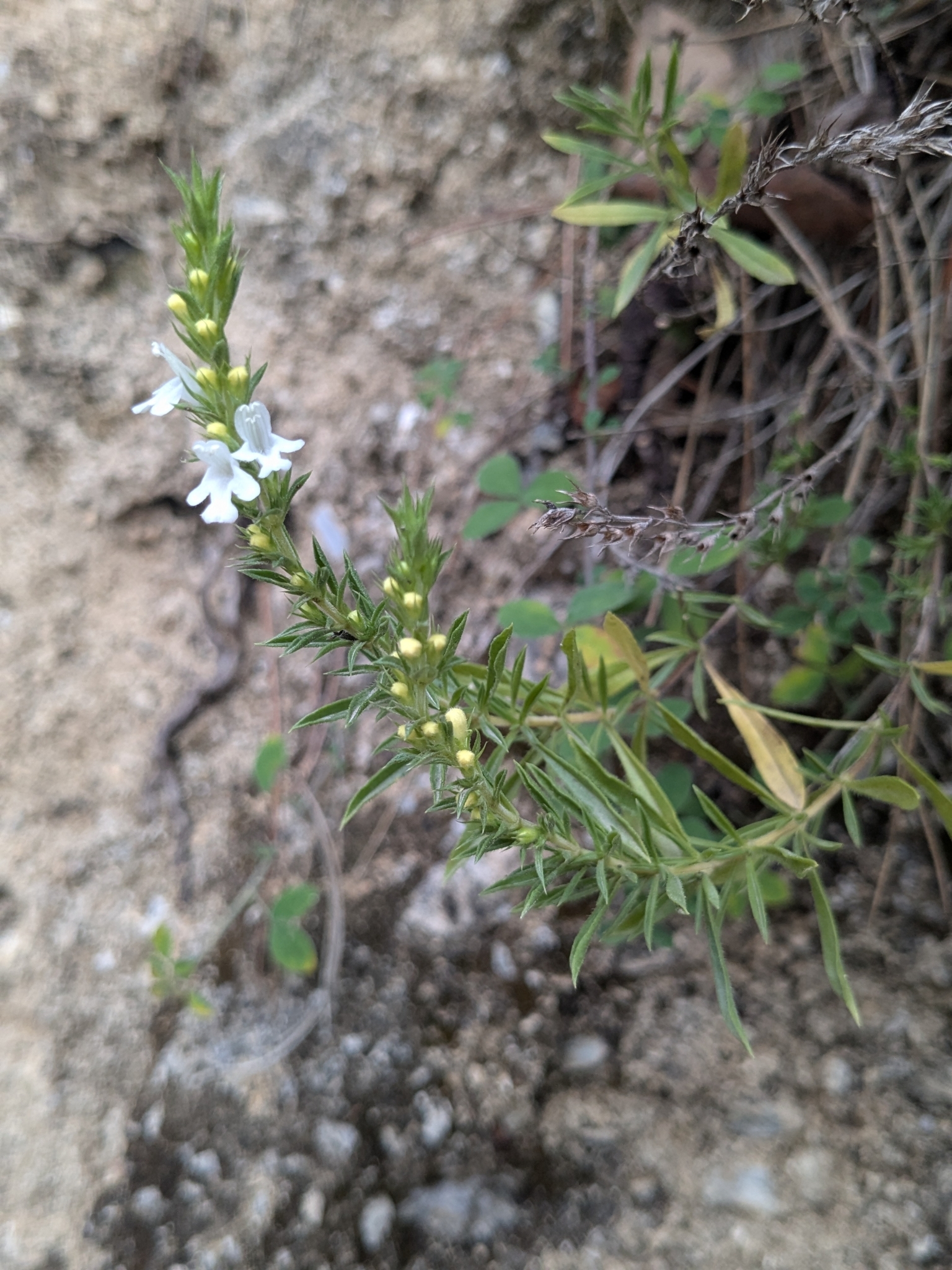 Satureja montana — photo 2