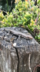 Lampropholis guichenoti