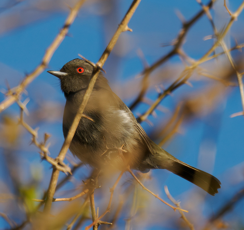 Cinereous Tyrant (Knipolegus striaticeps)