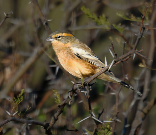 Cinnamon Warbling Finch (Poospiza ornata), photo 1