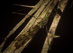 Libnotes terraereginae