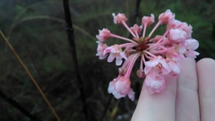 Firecracker plant (Pterandra)