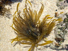 Dictyota kunthii