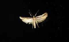 Atomotricha chloronota