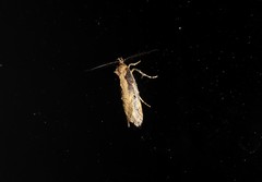 Atomotricha chloronota