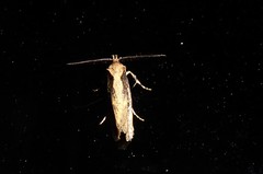 Atomotricha chloronota