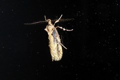 Atomotricha chloronota