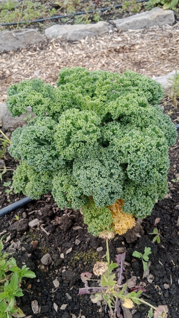 Brassica oleracea