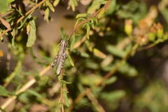 Melanoplus complanatipes