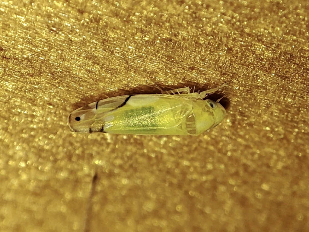 Eurhadina saageri
