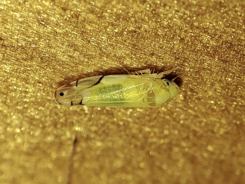 Eurhadina saageri