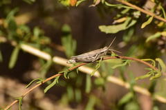 Melanoplus complanatipes