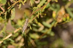 Melanoplus complanatipes