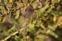 Melanoplus complanatipes