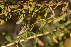 Melanoplus complanatipes