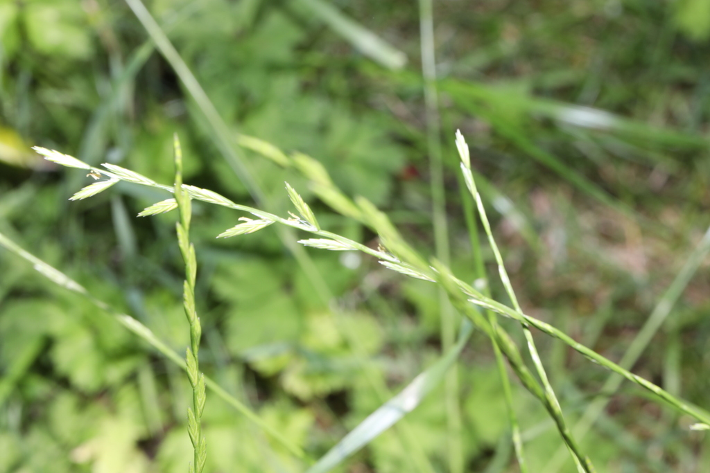 Perennis