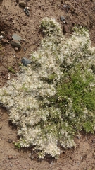 Baccharis pilularis pilularis