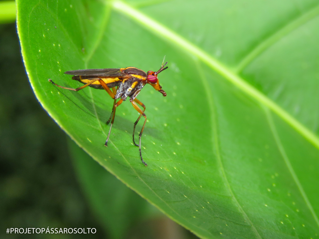 Thecomyia chrysacra