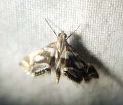 Chrysendeton medicinalis