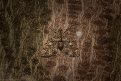 Nacoleia glageropa