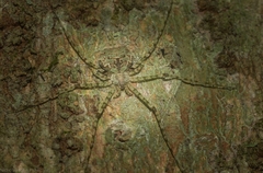 Tamopsis tweedensis