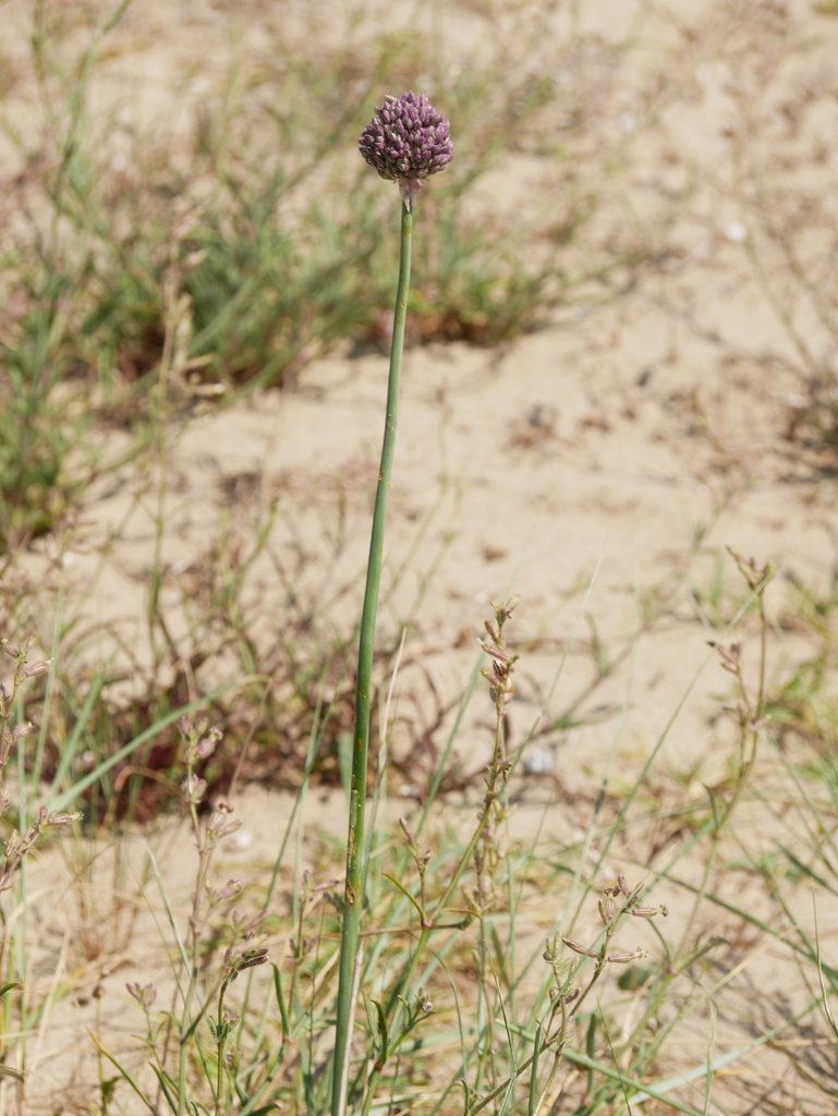 Allium porrum