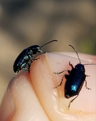 Alticina