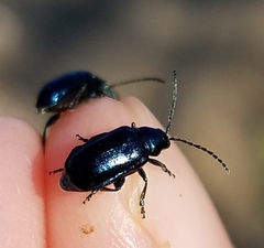 Alticina