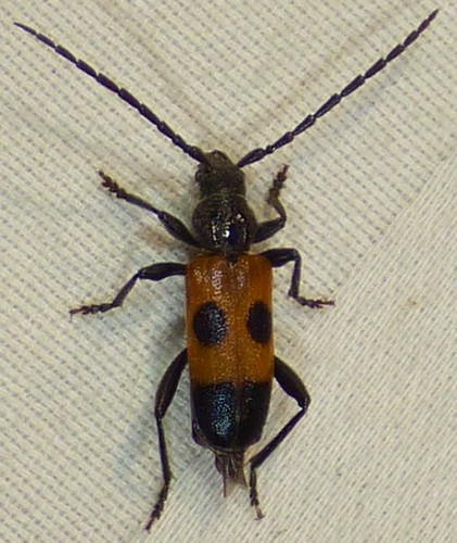 Cedar Tree Borer photo 3