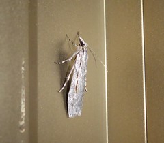 Scoparia indistinctalis